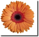 orange gerbera