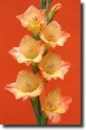 orange gladiolus
