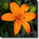 orange lily