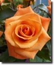 orange rosa