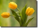 orange tulip