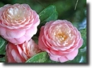 pink camelia