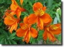 orange alstroemeria