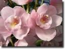 pink orchid