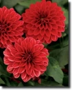red dahlia