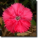 red dianthus