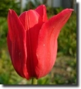 red tulip