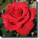 red rosa