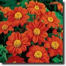 red tithonia
