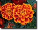 tagetes