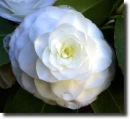 white camelia