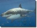 white shark