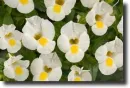 white torenia