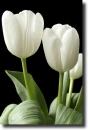 white tulip