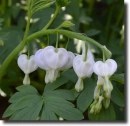 white dicentra