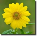 yellow dahlia