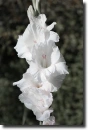 white gladiolus