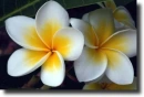 plumeria
