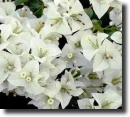 white bougainvillea