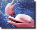 pink dolphins