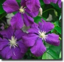 purple clematis