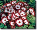 color cineraria