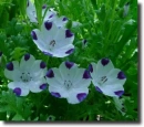 color nemophila