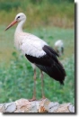 white ciconia