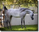 arabian horse