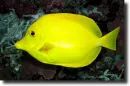 yellow fish