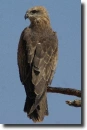 Milvus migrans