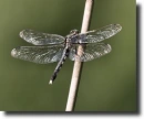 Orthetrum albistylum