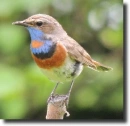 Luscinia svecica