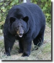 black bear