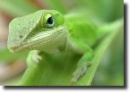 green anolis