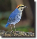 blue pitta