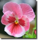 pink pansy