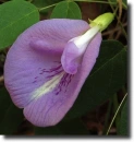 purple clitoria