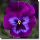 purple pansy