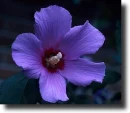 purple hibiscus