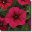 red petunia
