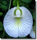 white clitoria