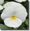 white pansy