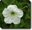 white petunia