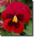 red pansy
