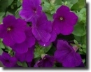 purple petunia