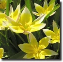 yellow tarda