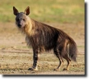 Barna hiéna-Hyaena brunnea