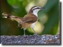 Barna ökörszem-Campylorhynchus griseus
