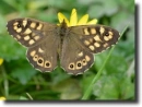 Barna szemeslepke-Hipparchia semele